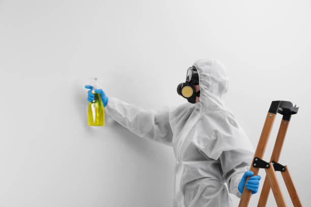 Mold Documentation for Insurance Claims in Melville, NY